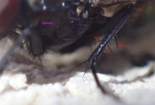 Eudasyphora cyanella